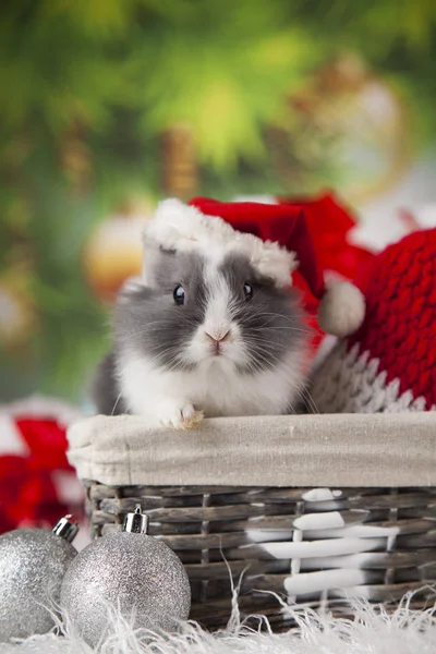 Свято Різдва кролик в капелюсі Санта — стокове фото