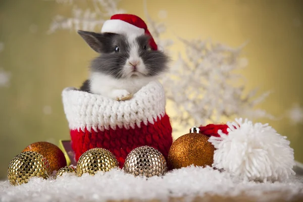 Komik tavşan ve Noel arka plan — Stok fotoğraf