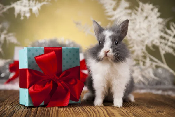 Coelho engraçado e fundo de Natal — Fotografia de Stock