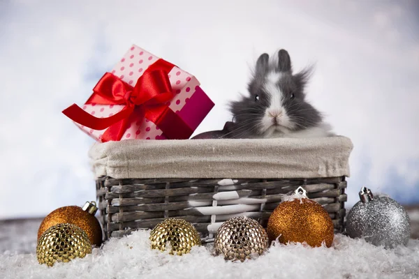 Weihnachtshase mit Weihnachtsmütze — Stockfoto