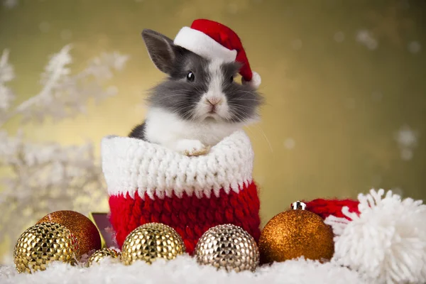 Tatil Noel tavşanına da Noel Baba şapkası — Stok fotoğraf