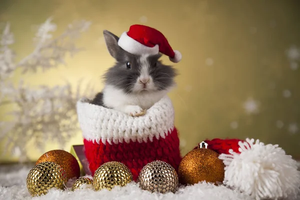 Weihnachtshase mit Weihnachtsmütze — Stockfoto