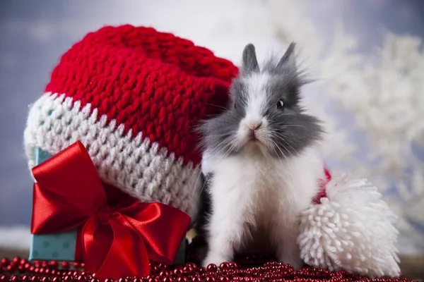 Смішні кролик і новорічні фону — стокове фото