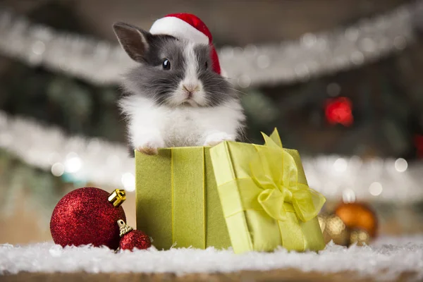 Coelho engraçado e fundo de Natal — Fotografia de Stock