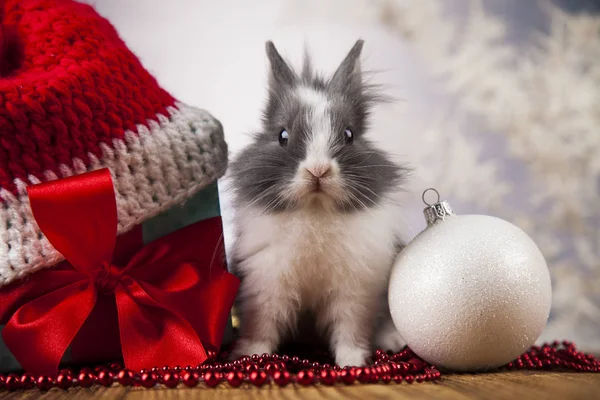 Coelho engraçado e fundo de Natal — Fotografia de Stock