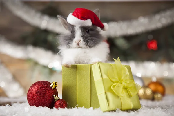 Coelho engraçado e fundo de Natal — Fotografia de Stock