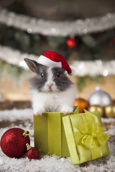Semester jul kanin i Santa hatt — Stockfoto