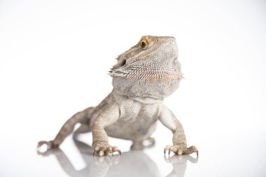 kertenkele sakallı Ejder