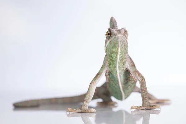 Camaleón verde, lagarto — Foto de Stock