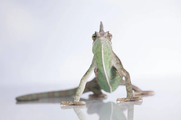 Camaleão verde, lagarto — Fotografia de Stock