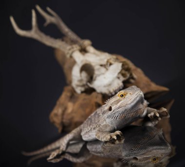 Dragon kertenkele ve kafatası