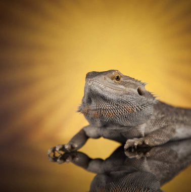 Hayvan kertenkele, sakallı Ejder