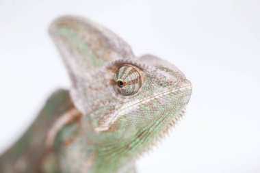 Yeşil bukalemun, kertenkele 