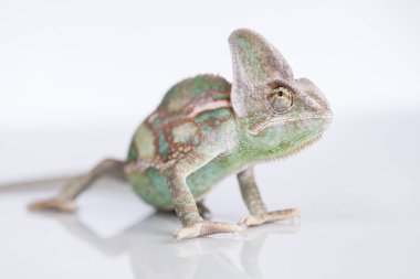 Yeşil bukalemun, kertenkele