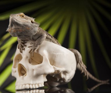 Agama kertenkele ve kafatası 