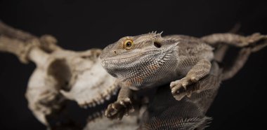 Dragon kertenkele ve kafatası 