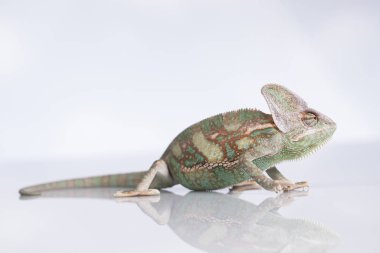 Yeşil bukalemun, kertenkele 