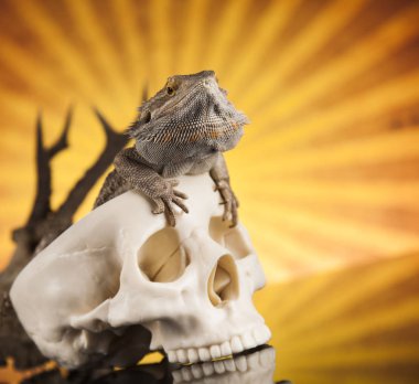 Kertenkele insan kafatası ile