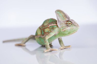 Yeşil bukalemun, kertenkele 