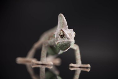 Bukalemun yeşil kertenkele