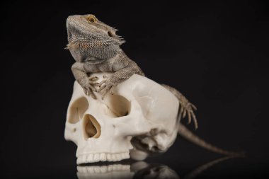 Kertenkele insan kafatası ile