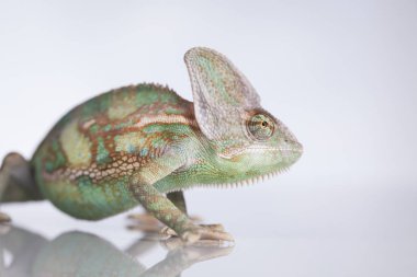 Yeşil bukalemun, kertenkele
