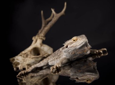 Dragon kertenkele ve kafatası