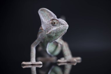 Bukalemun yeşil kertenkele