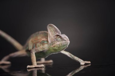 Bukalemun yeşil kertenkele