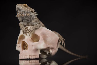 Agama kertenkele ve kafatası 