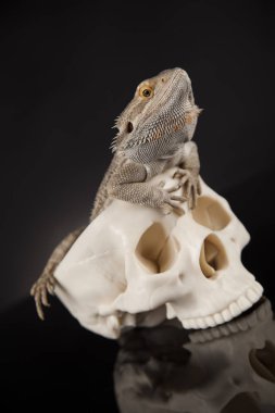 Agama kertenkele ve kafatası 