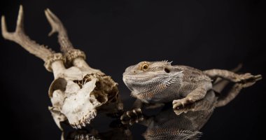 Dragon kertenkele ve kafatası 