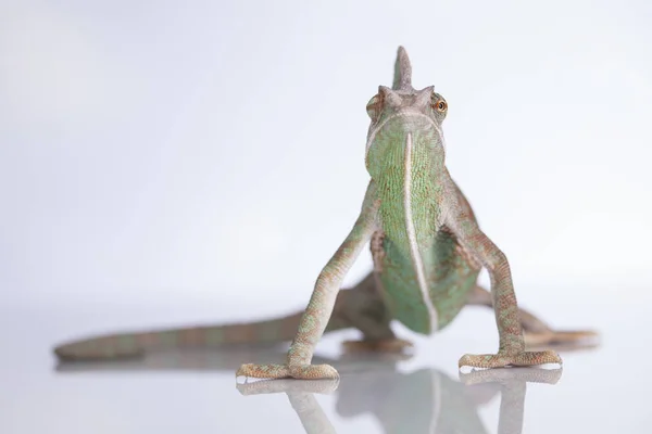 Caméléon vert, lézard — Photo