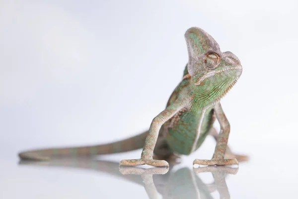 Camaleón verde, lagarto —  Fotos de Stock