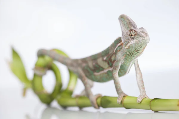 Grön kameleont på bambu — Stockfoto