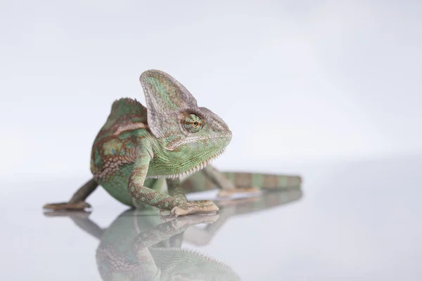 Green chameleon, lizard — Stock Photo, Image