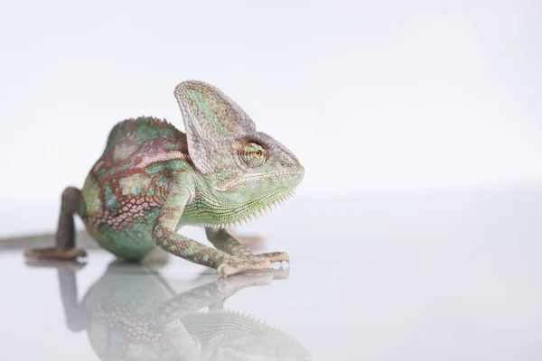 Camaleão verde, lagarto — Fotografia de Stock