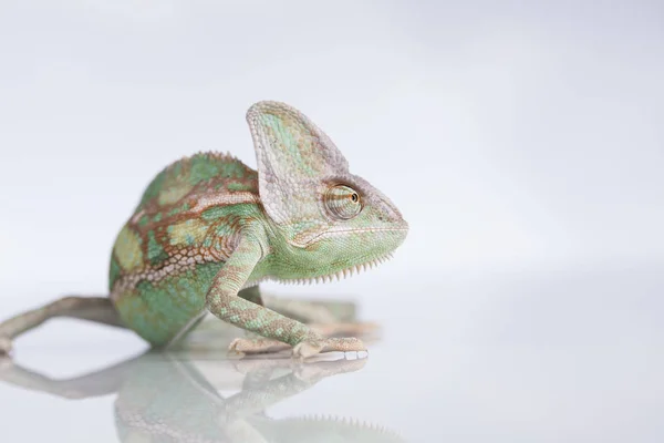 Camaleão verde, lagarto — Fotografia de Stock