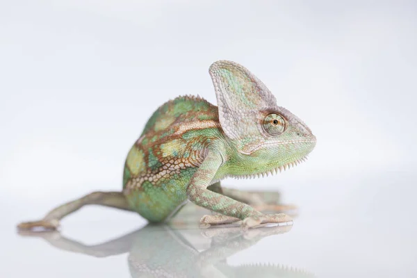 Зеленый хамелеон, ящерица — стоковое фото