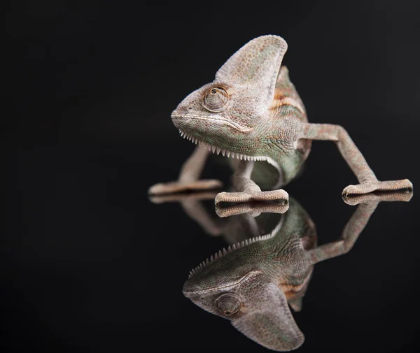 Lagarto verde camaleón — Foto de Stock