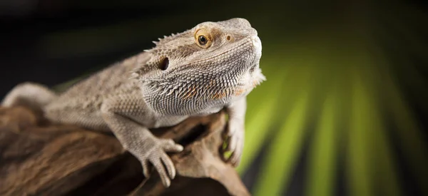 Animal Lizard, Bearded Dragon — Stock Photo, Image