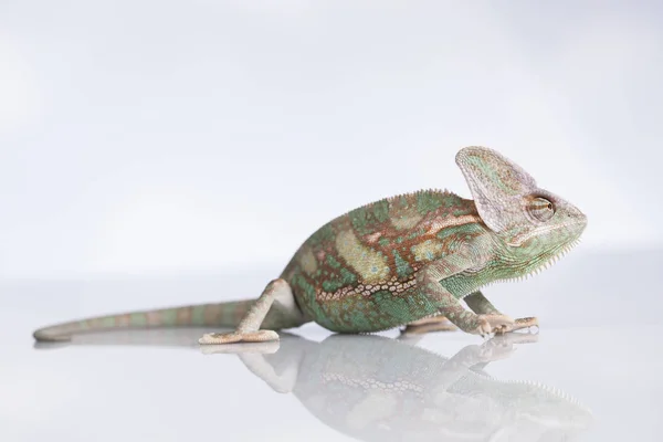 Zelený chameleon, ještěrka — Stock fotografie