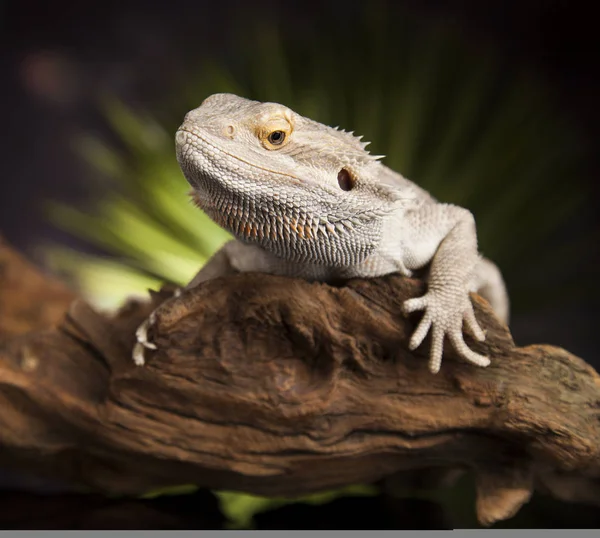 Agama bearded lizard — Stock Photo, Image