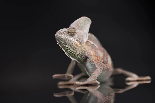 Chameleon zelená ještěrka — Stock fotografie