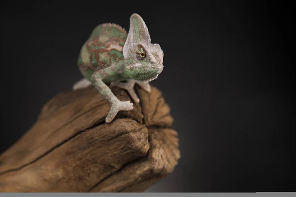 Groene kameleon op wortel — Stockfoto