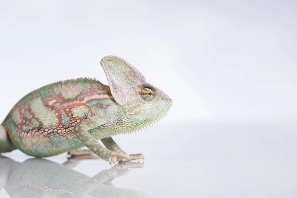 Camaleón verde, lagarto — Foto de Stock