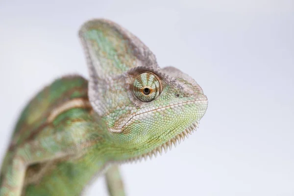 Green chameleon,lizard — Stock Photo, Image