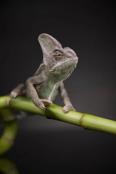 Зелений хамелеон на бамбуку — стокове фото