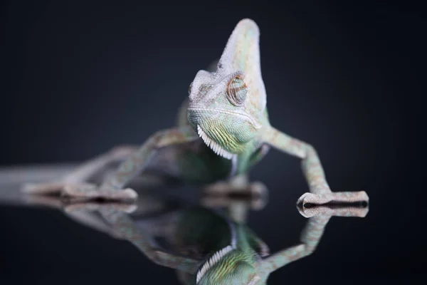 카멜레온 녹색 도마뱀 — 스톡 사진
