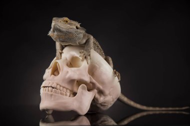 Kafatası ile sakallı agama